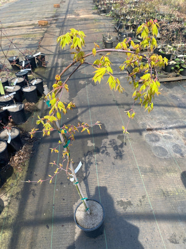 Acer palmatum 'Dragon Master' Weeping Dwarf Japanese Maple - Maple Ridge Nursery